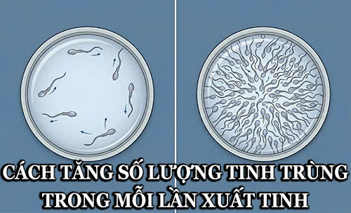 Top 10 cách tăng số lượng tinh trùng trong mỗi lần xuất tinh